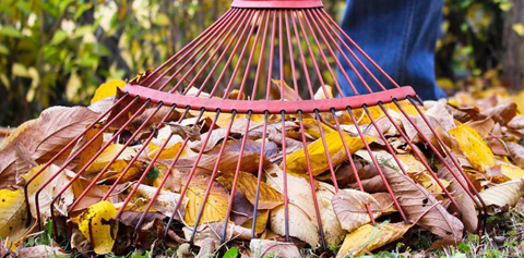 Raking Leaves For Rumpke Yard Waste Pickup 1